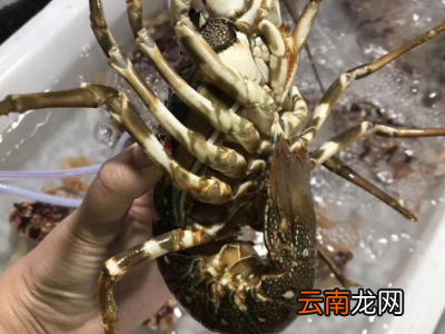 青龙虾怎么保存才新鲜