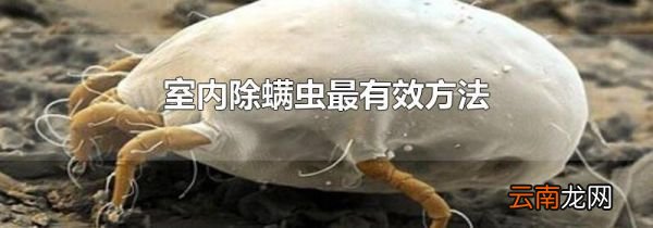 室内除螨虫最有效方法