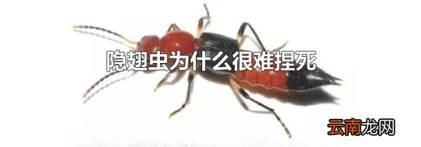 隐翅虫为什么很难捏死