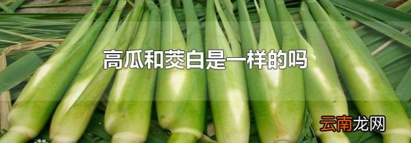 高瓜和茭白是一样的吗