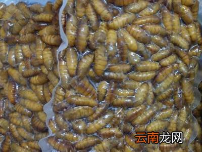 蚕蛹冬季保存方法