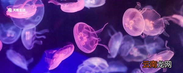 为什么水母可以发光 水母为什么可以发光
