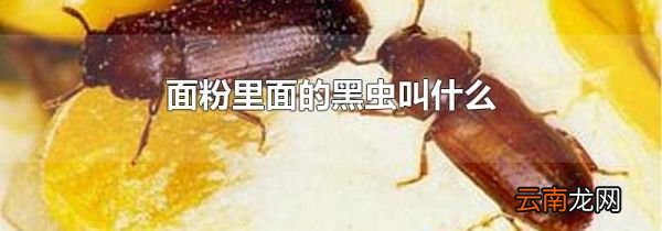 面粉里面的黑虫叫什么