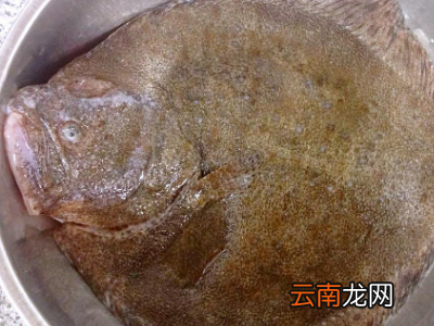 活多宝鱼怎么保存