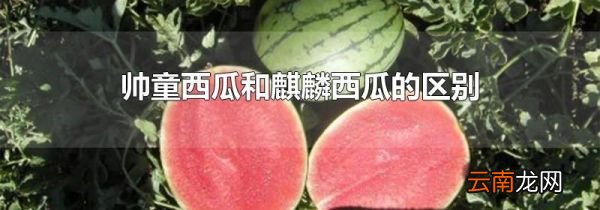 帅童西瓜和麒麟西瓜的区别
