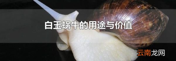 白玉蜗牛的用途与价值