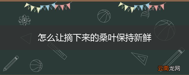 怎么让摘下来的桑叶保持新鲜