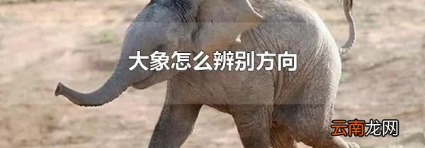 大象怎么辨别方向