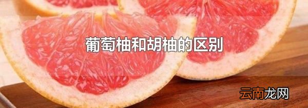 葡萄柚和胡柚的区别