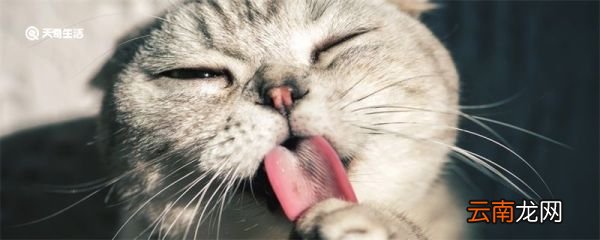 噬元兽是什么梗 噬元兽什么梗