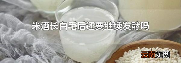 米酒长白毛后还要继续发酵吗