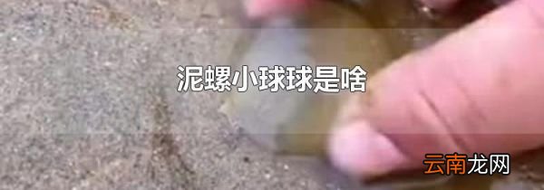 泥螺小球球是啥