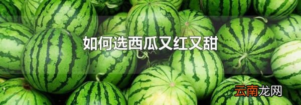 如何选西瓜又红又甜