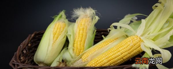 玉米几分钟煮熟 玉米煮熟需要几分钟