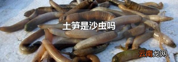 土笋是沙虫吗