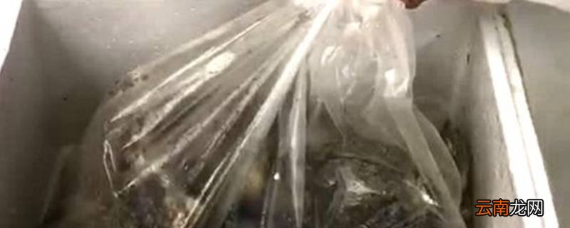泡沫箱密封的生蚝要不要打开