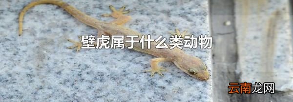 壁虎属于什么类动物