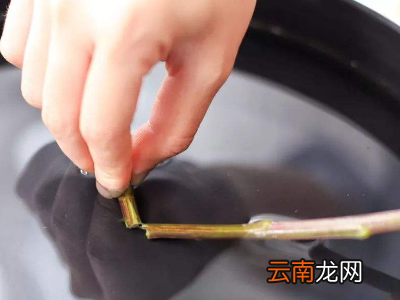 鲜花怎么保鲜