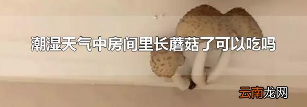 潮湿天气中房间里长蘑菇了可以吃吗