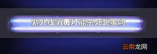 紫外线消毒灯能杀死跳蚤吗