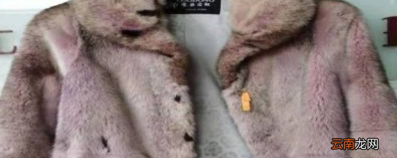 貂掉毛咋回事