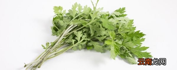 新鲜艾草怎么保存 新鲜艾草的保存方法
