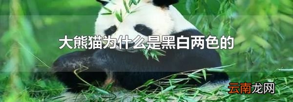 大熊猫为什么是黑白两色的