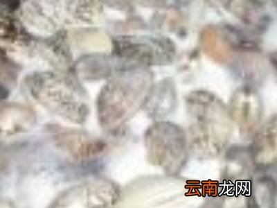 池塘大贝壳的做法