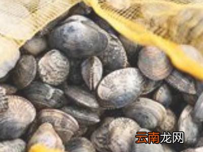 池塘大贝壳的做法