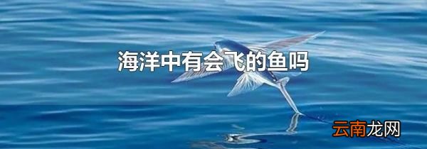 海洋中有会飞的鱼吗