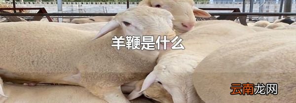 羊鞭是什么
