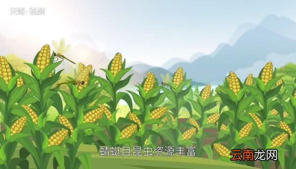 蜻蜓是益虫吗 蜻蜓是益虫还是害虫