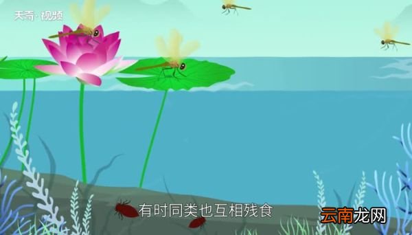 蜻蜓是益虫吗 蜻蜓是益虫还是害虫