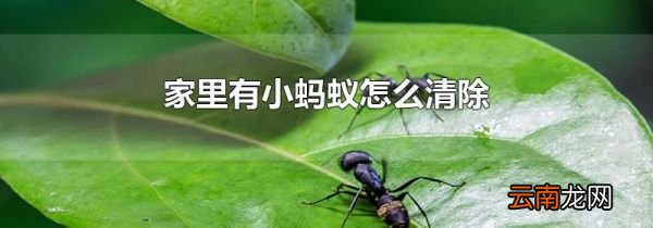 家里有小蚂蚁怎么清除
