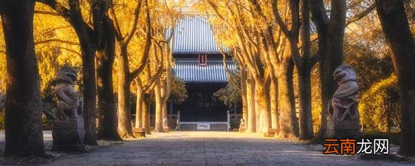 网名蓝桉是什么意思 网名蓝桉是什么寓意