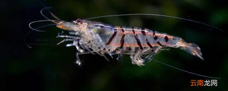 虾分类