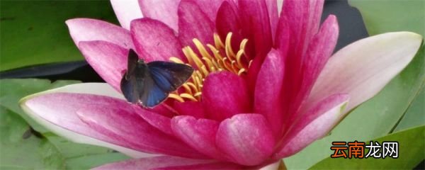 红莲花有什么寓意和象征 红莲花的寓意和象征是什么
