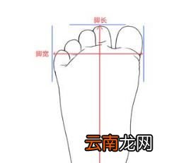 怎样正确测量脚围和脚长