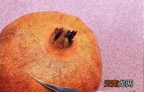 怎样切石榴？