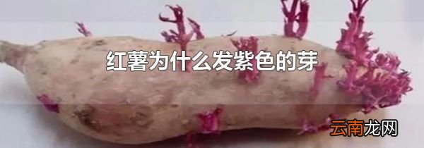 红薯为什么发紫色的芽