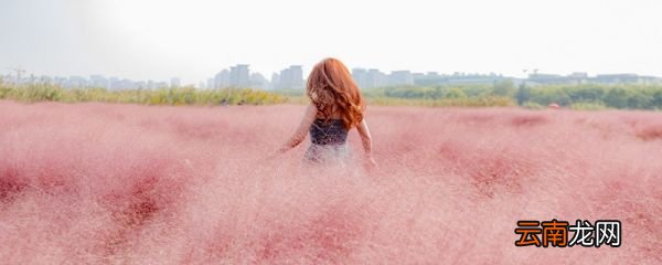 粉黛乱子草的美句 关于粉黛乱子草的朋友圈