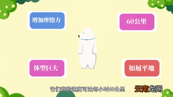 北极熊是哺乳动物吗 北极熊是不是哺乳动物