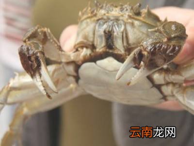 大闸蟹怎么捆扎