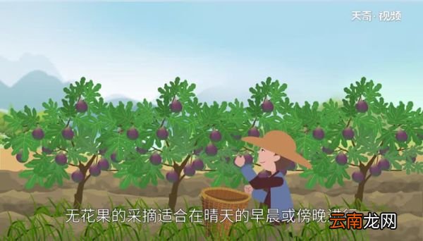 无花果产地 无花果原产自哪里