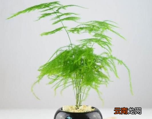 如何养好文竹