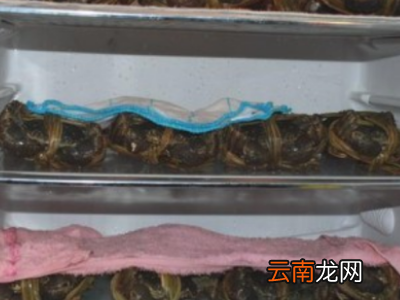 河蟹如何保存放冰箱