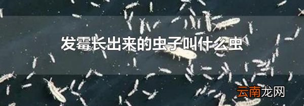 发霉长出来的虫子叫什么虫