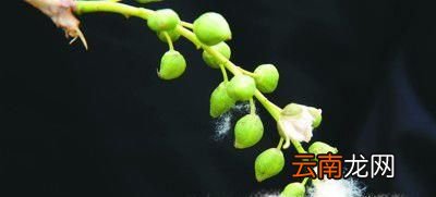 植物旅行的方法