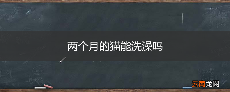 两个月的猫能洗澡吗