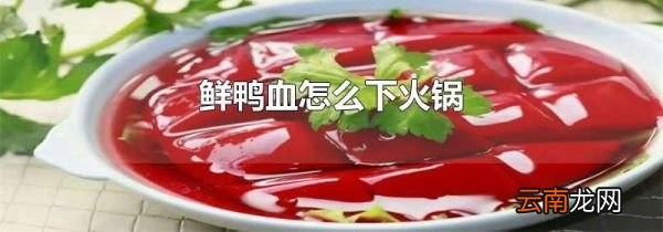 鲜鸭血怎么下火锅